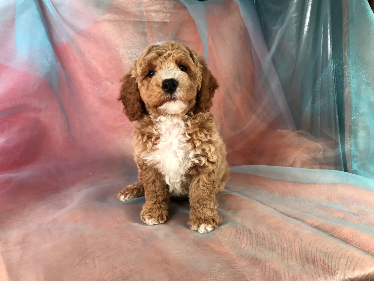 Breeders- Bichon Poodle, Poo chon, Iowa, Minnesota, Illinois